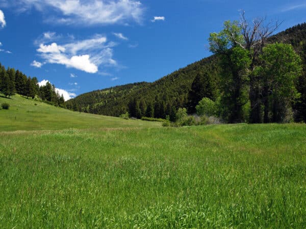 Grassy meadow with tall green grass, scattered trees, and forested hills under a bright blue sky—ideal recreational land or hunting property.