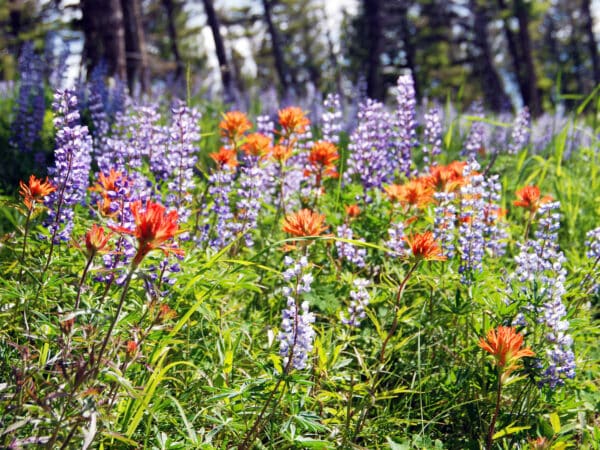 A vibrant meadow with tall purple and orange wildflowers surrounded by green grass and trees in the background on a sunny day—perfect as land for sale for your dream hunting property.