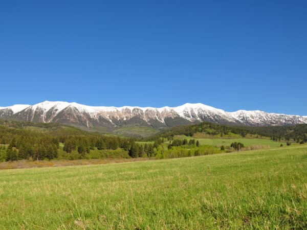A wide, grassy field stretches toward a forest with tall green trees and a distant mountain range capped with snow under a clear blue sky—ideal as recreational land or hunting property.
