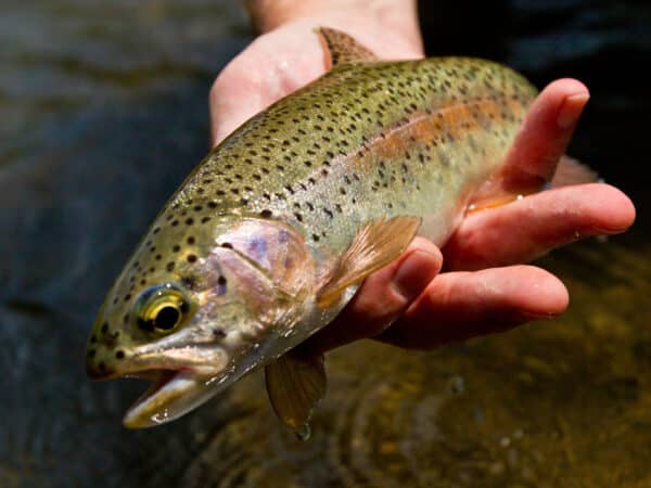 A person holds a rainbow trout above the water on recreational land, showing its speckled back, pink stripe, and open mouth.