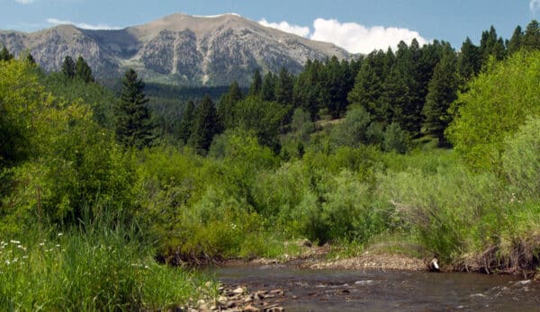 A clear stream flows through lush green vegetation with dense pine forests and tall mountains in the background, making it ideal recreational land.