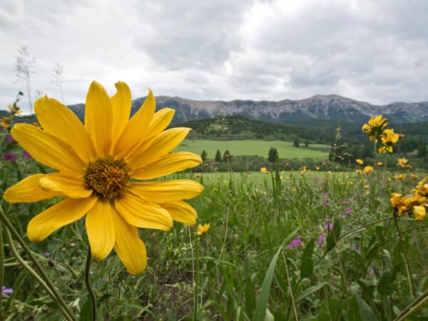 Close-up of a large yellow wildflower in a meadow on recreational land, with more yellow flowers, green grass, and distant mountains under a cloudy sky in the background.