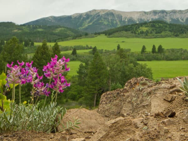 Pink wildflowers grow among rocks in the foreground, with green fields and trees stretching toward a distant mountain range—an ideal hunting property or land for sale under a cloudy sky.