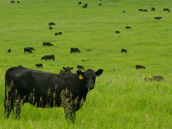 Black cows graze on a lush green hillside of a peaceful ranch for sale. One cow stands close in the foreground, facing the camera, while many others are scattered across this scenic recreational land in the distance.