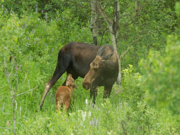 A moose and its calf stand in a lush green forest, surrounded by tall grass and trees—an idyllic scene that could be found on a scenic cattle ranch for sale, with both animals partially hidden by foliage.