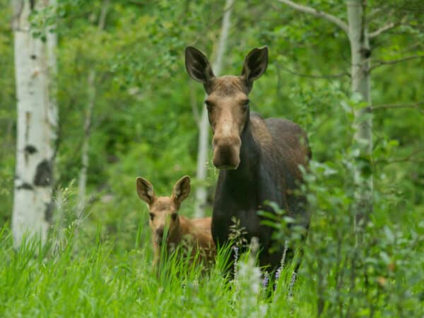 A moose and its calf stand alert in a lush, green forest clearing on recreational land, surrounded by tall grass and trees with white bark.