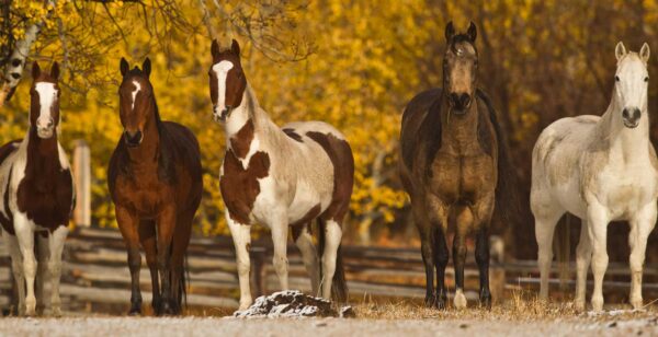 Five horses stand side by side in front of a wooden fence, with autumn trees featuring bright yellow leaves behind them—a perfect scene for a ranch for sale. The horses have various brown and white coat patterns.