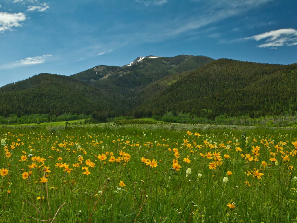 A field of yellow wildflowers stretches toward a forested mountain range under a blue sky with scattered clouds, offering scenic views ideal for recreational land or a cattle ranch.