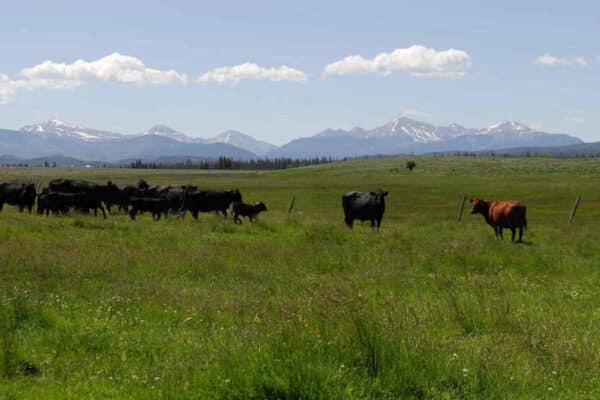 A group of black cows and one brown cow stand in a grassy field on a scenic cattle ranch with distant mountains and a blue sky with a few clouds in the background.