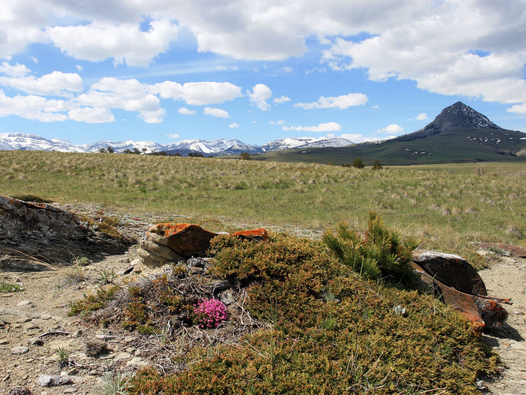 A grassy plain with scattered rocks and small shrubs in the foreground, snow-capped mountains in the distance, and a pointed peak beneath a blue sky—ideal land for sale, perfect for a future cattle ranch.