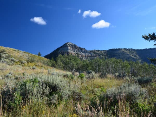 Grassy meadow with sagebrush and shrubs in the foreground, leading to forested hills and a rocky mountain under a clear blue sky—ideal as a cattle ranch or hunting property.