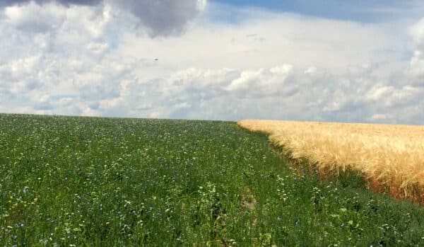 A field divided in half: on the left, green grass with small blue wildflowers hints at recreational land; on the right, golden wheat heads. A partly cloudy sky is visible above the contrasting fields.