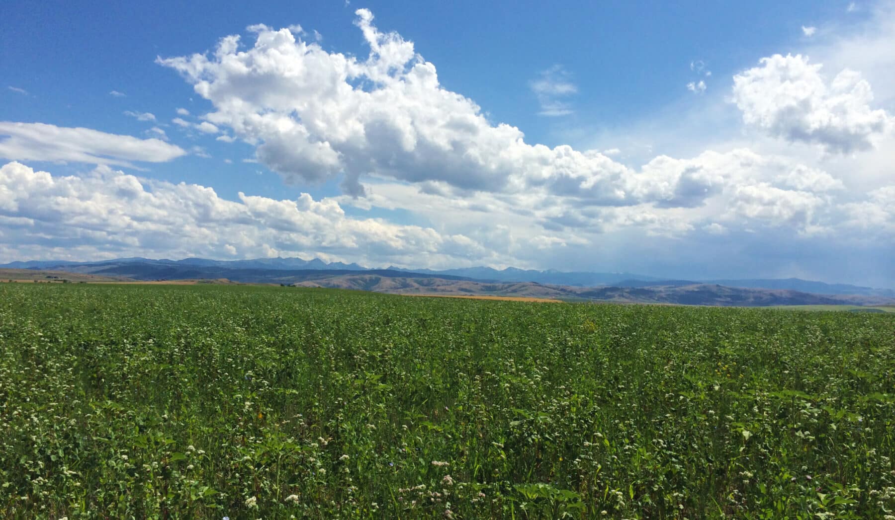 A vast green field under a bright blue sky with scattered white clouds, distant hills and mountains on the horizon—perfect as a scenic hunting property or recreational land.