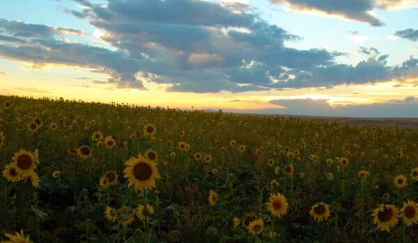 A field of sunflowers stretches toward the horizon under a partly cloudy sky at sunset, with golden sunlight illuminating the flowers and clouds—an ideal backdrop for a recreational land or hunting property.