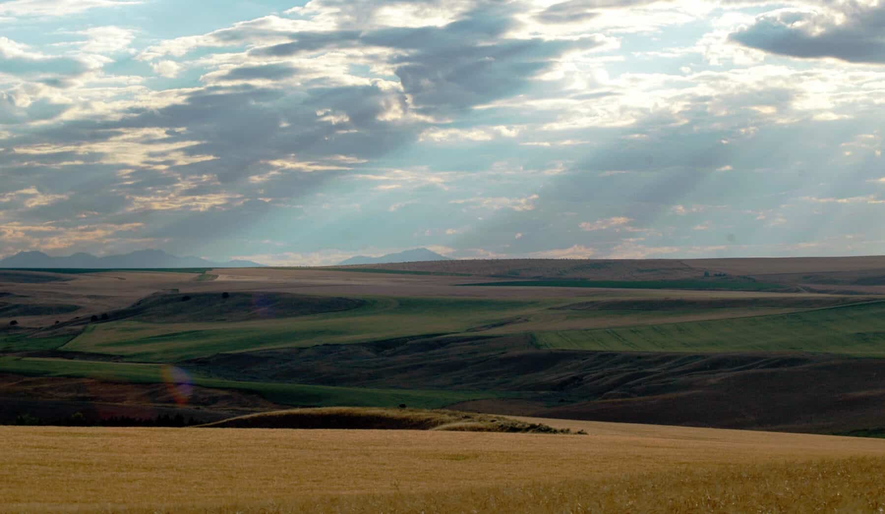 Rolling fields of green and golden grass stretch into the distance under a cloudy sky, with scattered sun rays shining through gaps in the clouds over this peaceful cattle ranch landscape.