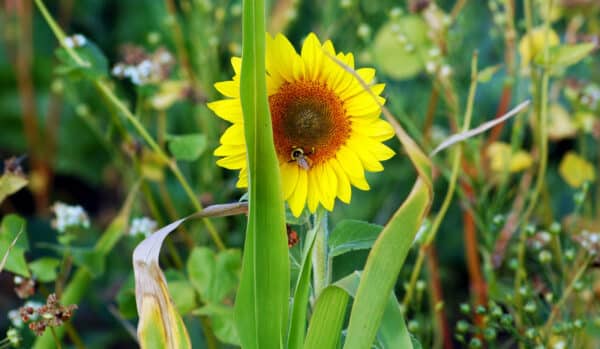 A bright yellow sunflower, partly obscured by a tall green leaf with a bee on its center, stands among various green plants and wildflowers—capturing the natural charm of recreational land in a lush garden setting.