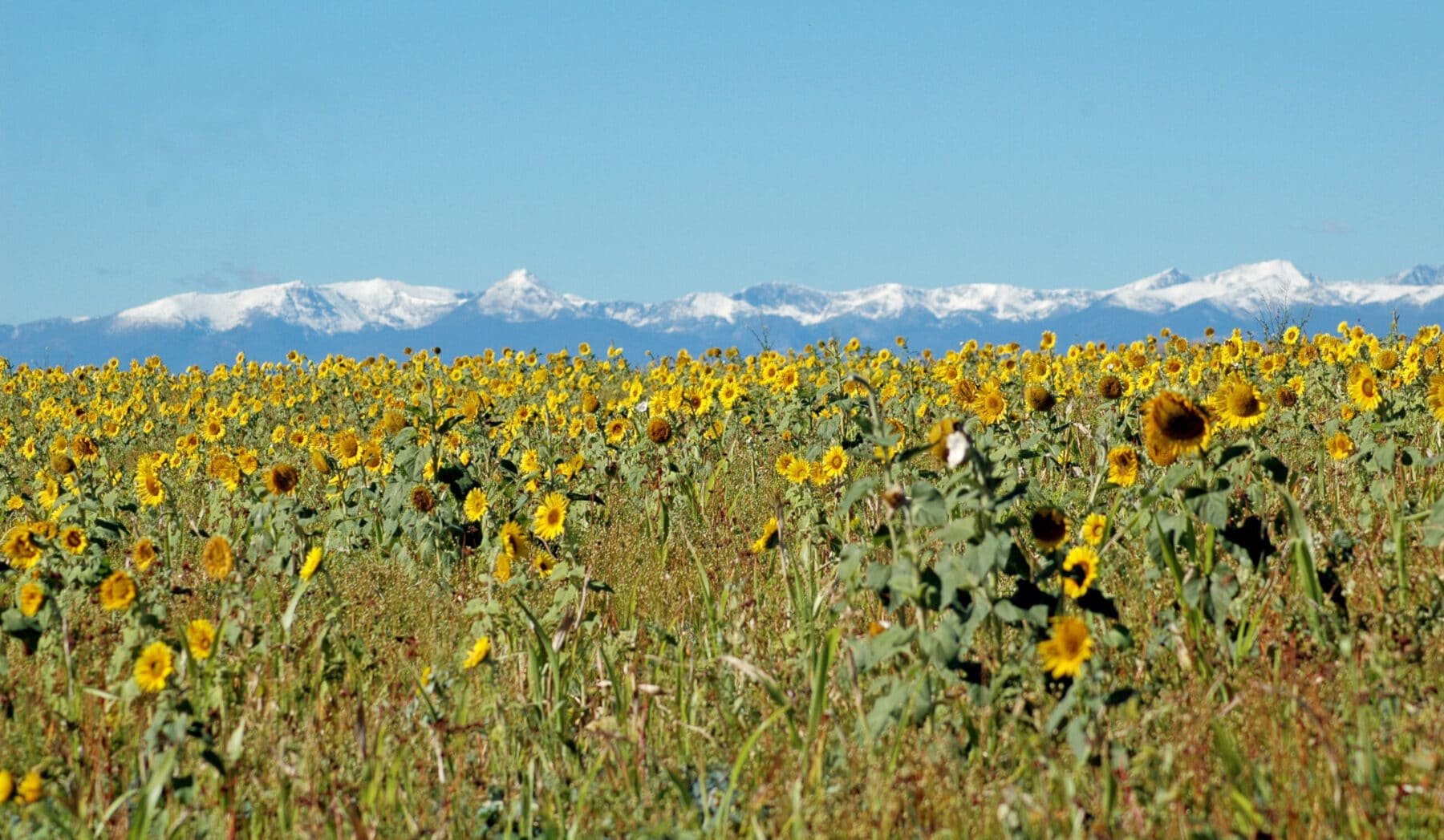 A field of blooming sunflowers stretches toward the horizon, with snow-capped mountains and a clear blue sky in the background—ideal recreational land or hunting property for those seeking land for sale.