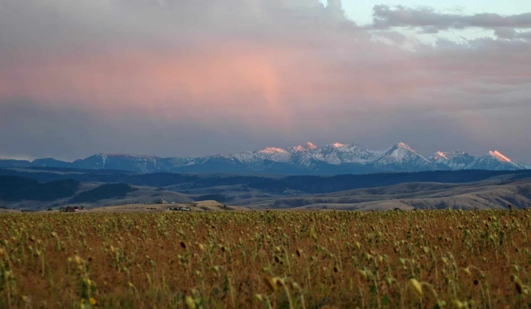 A field of tall grass in the foreground with distant snow-capped mountains under a cloudy sky, illuminated by soft pink and purple hues at sunset—perfect recreational land for those seeking stunning natural beauty.