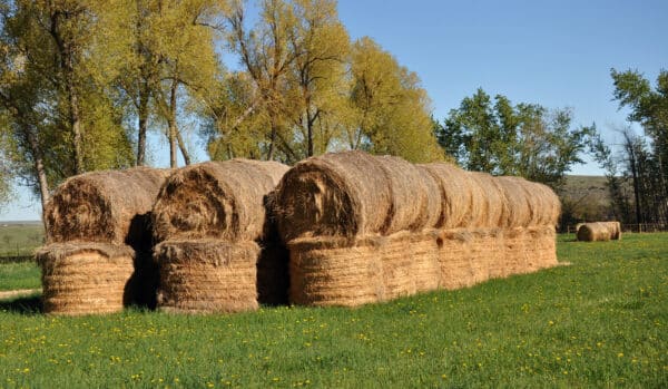 Several large round hay bales are stacked in rows on a grassy field, ideal for a cattle ranch or hunting property, with trees in the background and a clear blue sky above.