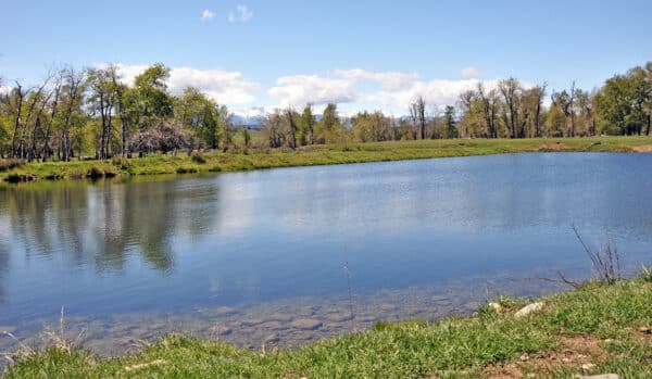 A calm pond with clear water reflecting the blue sky, surrounded by green grass and trees on a bright day—ideal recreational land or hunting property for nature lovers.