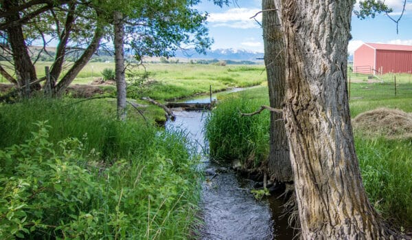 A small stream flows through lush green grass and trees on a scenic cattle ranch, with a red barn and fence on the right and distant snow-capped mountains beneath a blue sky in the background.