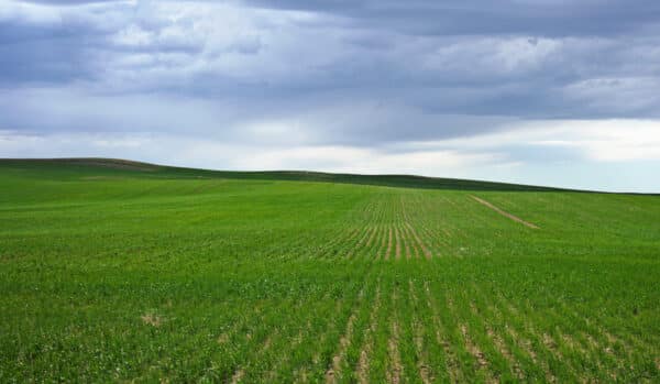 A vast green field of young crops under a cloudy sky stretches toward the horizon with gentle rolling hills in the distance—ideal land for sale for those seeking peaceful surroundings.