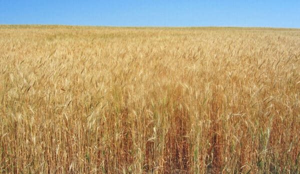 A vast wheat field with golden stalks stretches into the distance under a clear blue sky, offering prime recreational land or the perfect site for a cattle ranch.