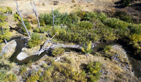 A winding stream flows through a grassy, wooded area with green and brown vegetation, fallen branches, and sparse trees in a dry, hilly landscape—perfect for a hunting property or cattle ranch.