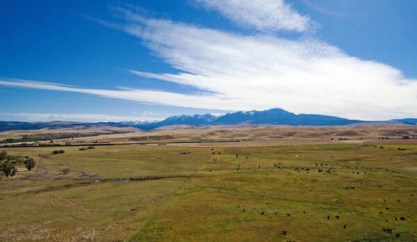 A wide grassy plain on a scenic cattle ranch, with scattered cattle, bordered by rolling hills and distant snow-capped mountains under a blue sky with thin, streaky clouds.