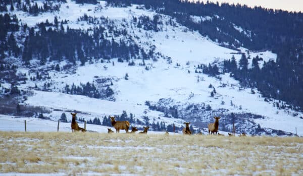 A group of elk stands and rests in a grassy field with patches of snow on a scenic hunting property, surrounded by snow-covered hills and evergreen trees.