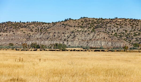 A herd of cattle grazes in a wide, golden field of dry grass on a sprawling cattle ranch, with a rocky hillside dotted with sparse trees and shrubs under a clear blue sky in the background.