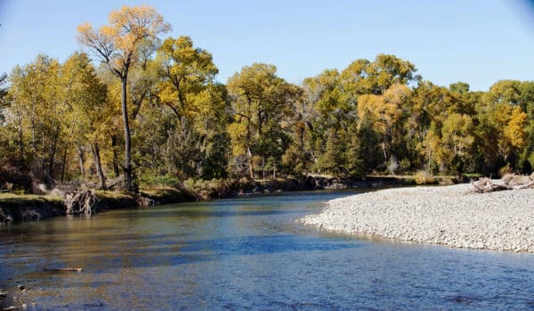 A calm river curves through a forest with autumn colors, mainly yellow and green. The riverbank is lined with pebbles, the clear blue sky above—an ideal setting for those seeking scenic land for sale.