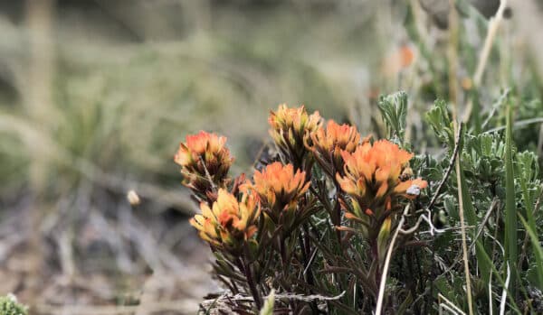 Close-up of a cluster of orange and yellow wildflowers with green leaves, growing among grass and plants on recreational land outdoors. The blurred background highlights the flowers in the foreground.
