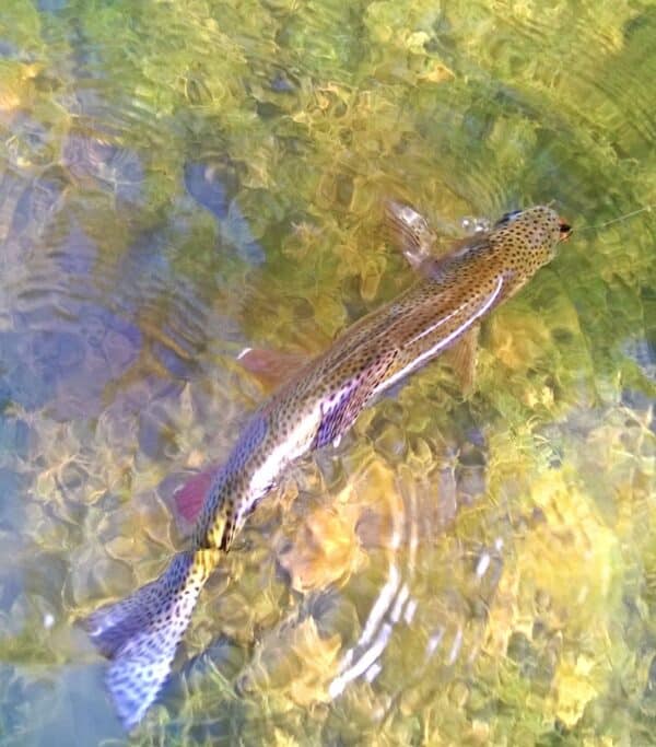 A spotted fish with a slender body swims in clear, shallow water on beautiful recreational land. Sunlight reflects off the water’s surface, creating a shimmering effect above the fish.
