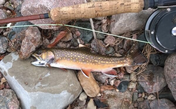 A freshly caught brook trout with a speckled orange and yellow body lies on rocks next to a fishing rod and reel—an ideal scene for any cattle ranch or hunting property owner. The fishing line is visible above the fish.