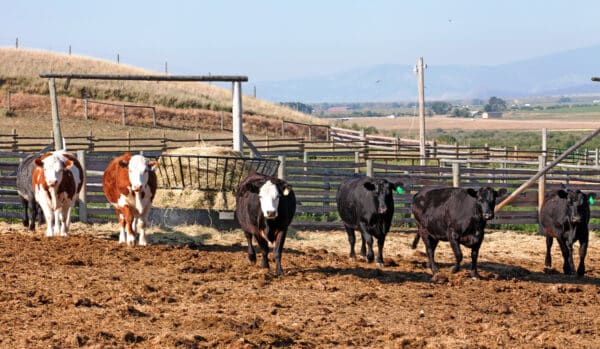 Several black and brown cows stand in a dirt corral near a metal hay feeder, with fences, dry grass, rolling hills, and distant mountains in the background—perfect scenery for ranch for sale or recreational land seekers.