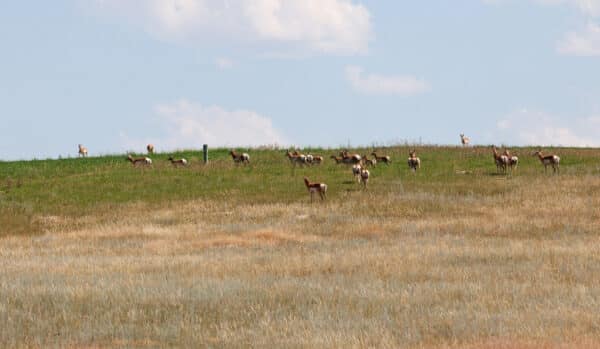 A herd of pronghorn antelope grazes on a grassy hill under a partly cloudy sky, with green and brown patches visible—perfect scenery for recreational land or a hunting property.