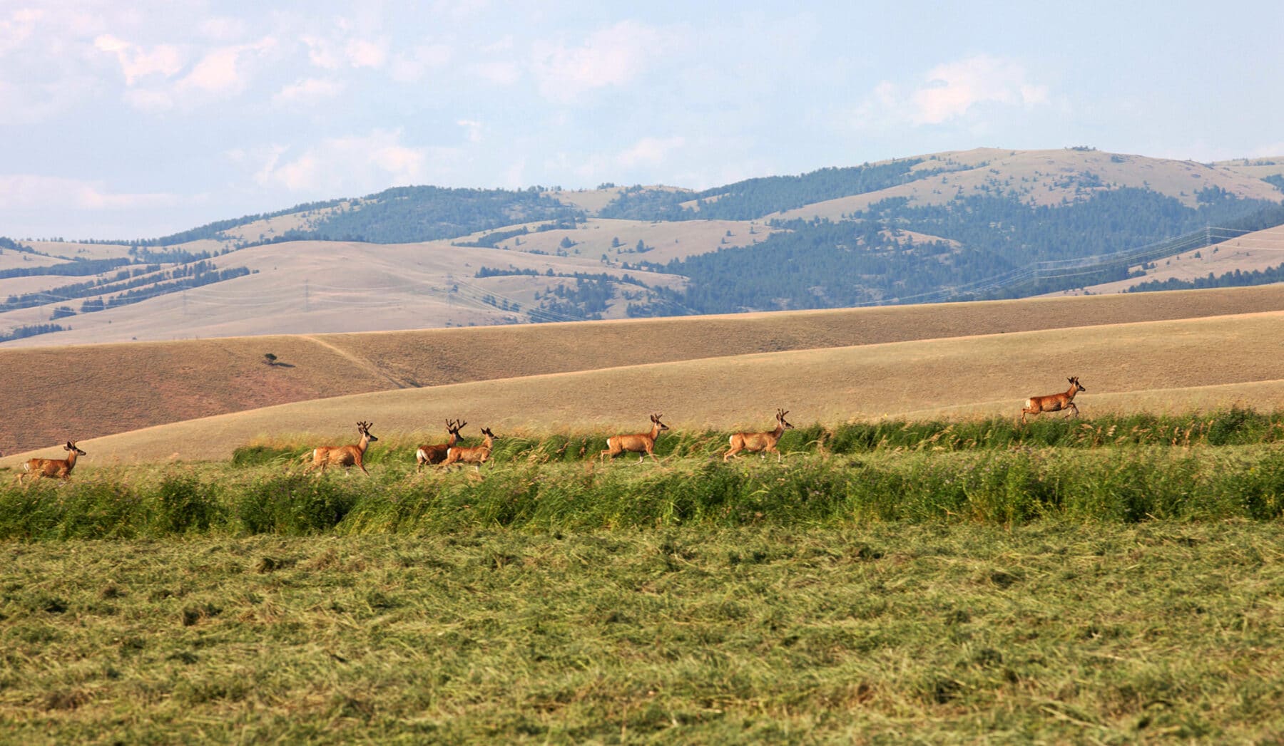A herd of elk walks through tall grass with rolling hills and tree-covered mountains in the background, showcasing scenic recreational land under a partly cloudy sky.