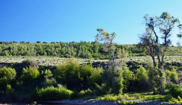 A lush, green hillside with scattered trees and shrubs under a clear blue sky. Sunlight highlights the vibrant foliage, and a rocky area is visible at the bottom—perfect recreational land or hunting property.