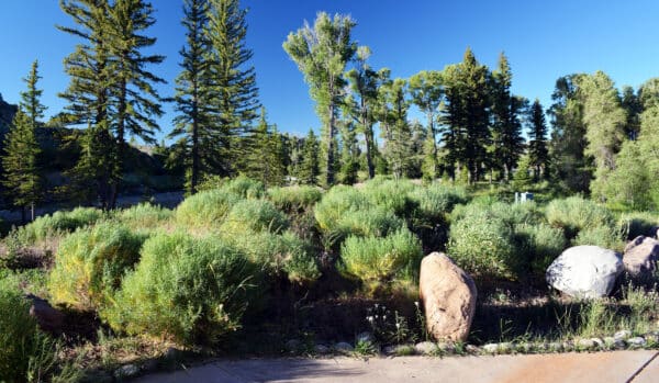 Sunlit forest scene with tall evergreen trees, dense green shrubs, and large rocks scattered on the ground along a paved path under a clear blue sky—an inviting view of recreational land perfect for outdoor enjoyment.