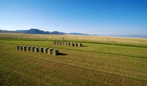Rows of large round hay bales sit on a grassy field under a clear blue sky, with distant mountains and open plains—perfect scenery for a cattle ranch or those seeking ranch land for sale.