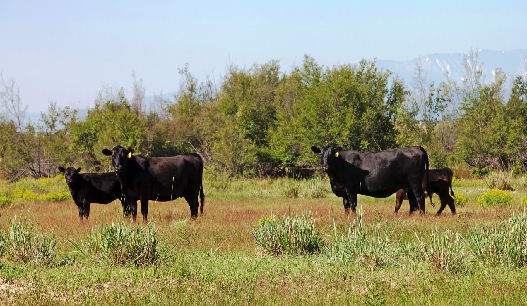 Four black cows stand on green grass in an open field with bushes, trees, and mountains in the distance under a clear sky—ideal scenery for a cattle ranch or hunting property.