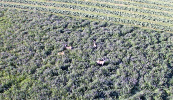 Aerial view of four deer standing in tall grass near a field with neatly mowed rows, blending into the green and brown landscape—perfect for those seeking recreational land or a hunting property.