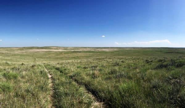 Wide open grassland under a clear blue sky with a few clouds. A faint dirt path runs through tall green and yellow grasses, stretching toward the horizon—ideal recreational land or hunting property.
