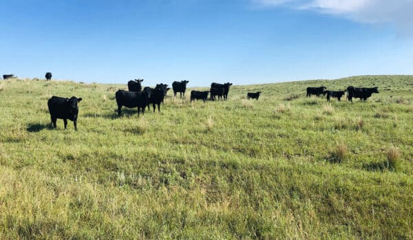 A herd of black cows grazes on a green grassy hillside beneath a bright blue sky, showcasing the beauty of this prime cattle ranch.