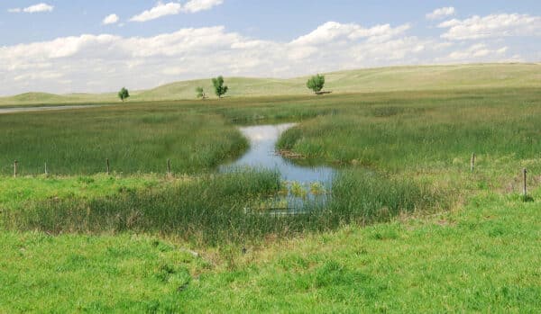 A grassy wetland with tall reeds and a winding stream under a partly cloudy sky, surrounded by rolling green hills and a few scattered trees—perfect recreational land near a cattle ranch.