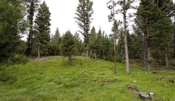 A lush green forest with tall pine trees, dense grass, and scattered tree stumps under a cloudy sky—ideal hunting property or ranch for sale.