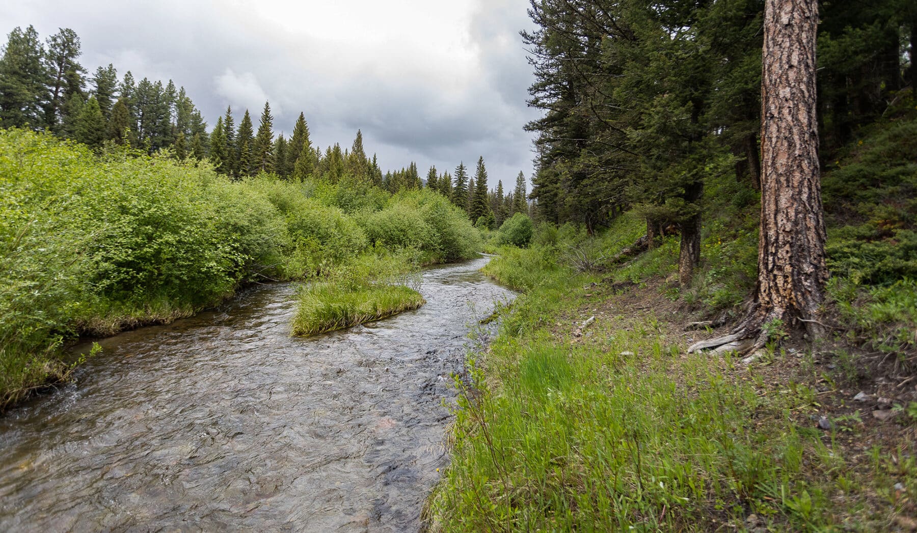 A clear, shallow stream winds through lush green vegetation and pine trees on recreational land under a cloudy sky in a forest landscape.