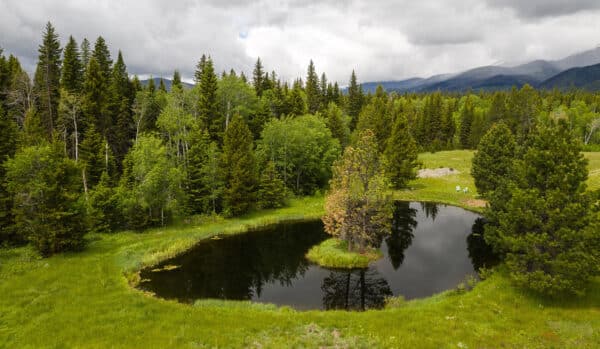 A small, round pond surrounded by lush green grass and dense pine trees under a cloudy sky, with mountains in the distance—ideal land for sale, perfect for a hunting property or peaceful retreat.