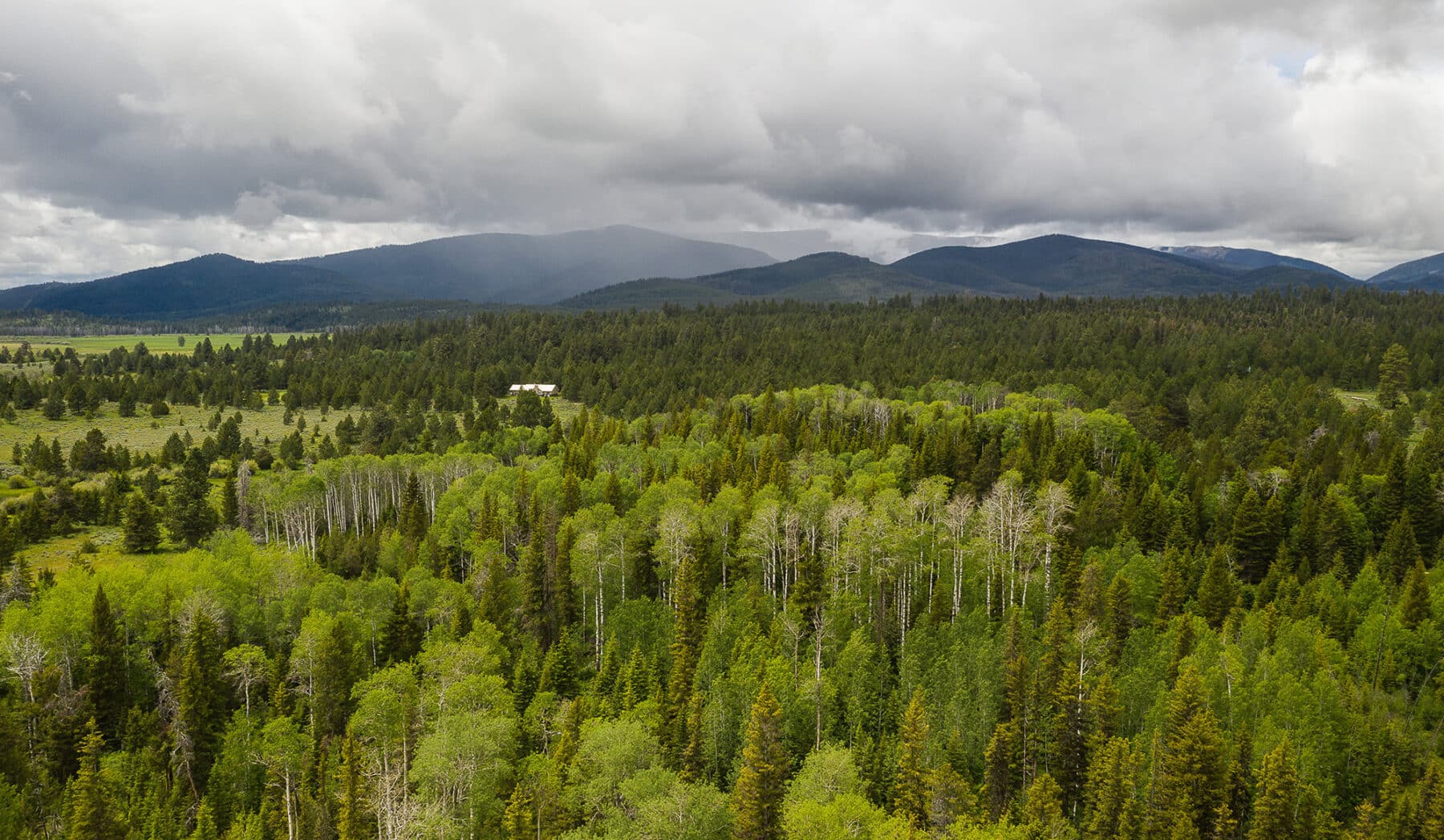 A dense forest with bright green trees stretches toward distant mountains under a cloudy sky, with a small white building marking a cattle ranch for sale nestled among the trees in the mid-ground.